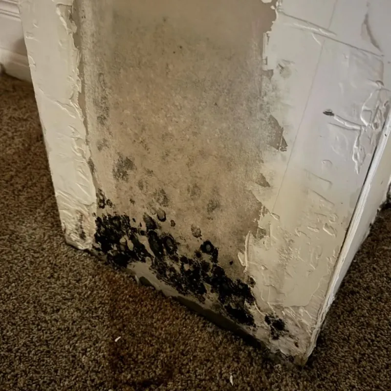 Professional Mold Removal in Spalding County, GA